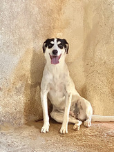VIOLETTA, Hund, Mischlingshund in Griechenland - Bild 1