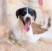 GARDNER, Hund, Mischlingshund in Griechenland - Bild 1
