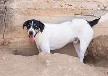 GARDNER, Hund, Mischlingshund in Griechenland - Bild 2