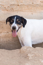 GARDNER, Hund, Mischlingshund in Griechenland - Bild 4