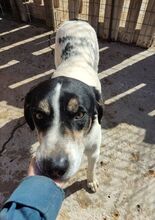 GARDNER, Hund, Mischlingshund in Griechenland - Bild 5