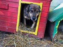 JIMMY, Hund, Mischlingshund in Rumänien - Bild 1
