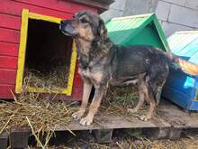 JIMMY, Hund, Mischlingshund in Rumänien - Bild 3
