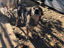 JIMMY, Hund, Mischlingshund in Rumänien - Bild 5