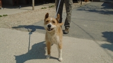 DAMIRA, Hund, Mischlingshund in Ungarn - Bild 5