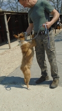 DAMIRA, Hund, Mischlingshund in Ungarn - Bild 7