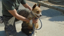 DAMIRA, Hund, Mischlingshund in Ungarn - Bild 8