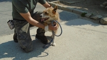 DAMIRA, Hund, Mischlingshund in Ungarn - Bild 9