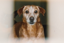 CHARLIE, Hund, Mischlingshund in Portugal - Bild 2