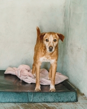 CHARLIE, Hund, Mischlingshund in Portugal - Bild 3