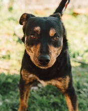 TOO, Hund, Mischlingshund in Portugal - Bild 2