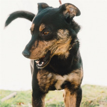 TOO, Hund, Mischlingshund in Portugal - Bild 3