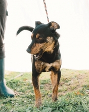 TOO, Hund, Mischlingshund in Portugal - Bild 4
