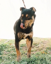 TOO, Hund, Mischlingshund in Portugal - Bild 5