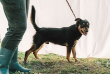 TOO, Hund, Mischlingshund in Portugal - Bild 6