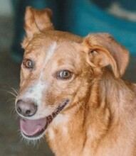 FAKIR, Hund, Mischlingshund in Portugal - Bild 1