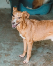 FAKIR, Hund, Mischlingshund in Portugal - Bild 2