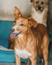 FAKIR, Hund, Mischlingshund in Portugal - Bild 3