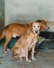 VAL, Hund, Mischlingshund in Duisburg - Bild 10