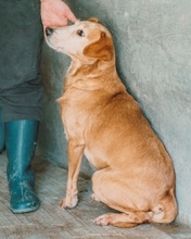 VAL, Hund, Mischlingshund in Duisburg - Bild 11
