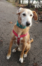 VAL, Hund, Mischlingshund in Duisburg - Bild 2