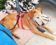 VAL, Hund, Mischlingshund in Duisburg - Bild 5