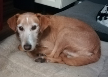VAL, Hund, Mischlingshund in Duisburg - Bild 7