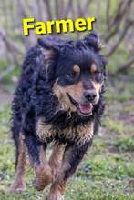 FARMER, Hund, Mischlingshund in Kroatien - Bild 1