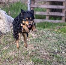 FARMER, Hund, Mischlingshund in Kroatien - Bild 2