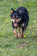 FARMER, Hund, Mischlingshund in Kroatien - Bild 5
