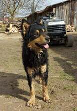 FARMER, Hund, Mischlingshund in Kroatien - Bild 6