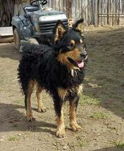 FARMER, Hund, Mischlingshund in Kroatien - Bild 7