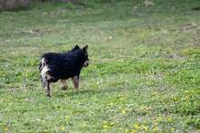 FARMER, Hund, Mischlingshund in Kroatien - Bild 8
