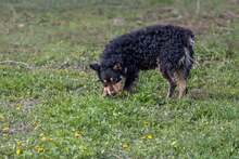 FARMER, Hund, Mischlingshund in Kroatien - Bild 9