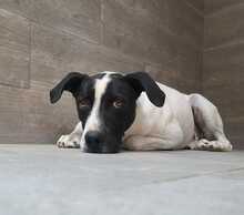 LOLO, Hund, Mischlingshund in Spanien - Bild 1