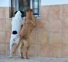 LOLO, Hund, Mischlingshund in Spanien - Bild 17