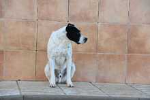 LOLO, Hund, Mischlingshund in Spanien - Bild 18