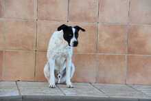 LOLO, Hund, Mischlingshund in Spanien - Bild 19