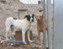 LOLO, Hund, Mischlingshund in Spanien - Bild 21