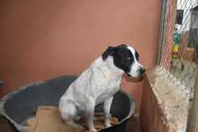 LOLO, Hund, Mischlingshund in Spanien - Bild 22