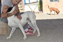 LOLO, Hund, Mischlingshund in Spanien - Bild 30