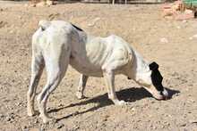 LOLO, Hund, Mischlingshund in Spanien - Bild 32