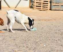 LOLO, Hund, Mischlingshund in Spanien - Bild 34