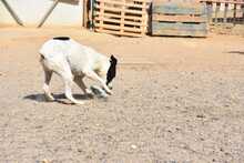 LOLO, Hund, Mischlingshund in Spanien - Bild 35