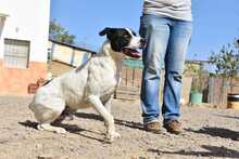 LOLO, Hund, Mischlingshund in Spanien - Bild 38