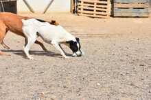 LOLO, Hund, Mischlingshund in Spanien - Bild 39