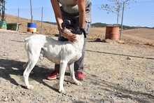LOLO, Hund, Mischlingshund in Spanien - Bild 41
