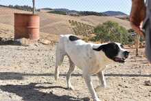 LOLO, Hund, Mischlingshund in Spanien - Bild 42