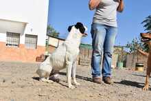 LOLO, Hund, Mischlingshund in Spanien - Bild 43