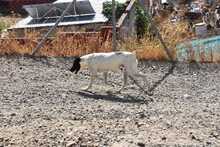 LOLO, Hund, Mischlingshund in Spanien - Bild 46